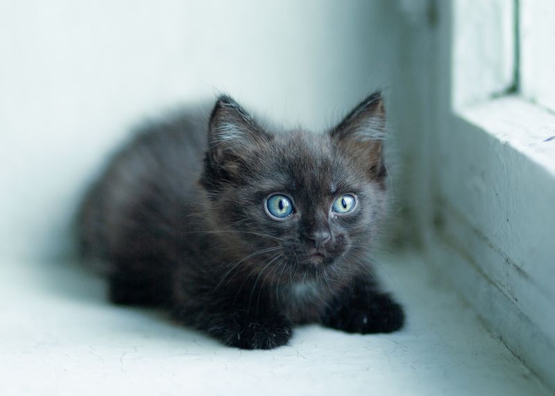 kitty kitty фото превью