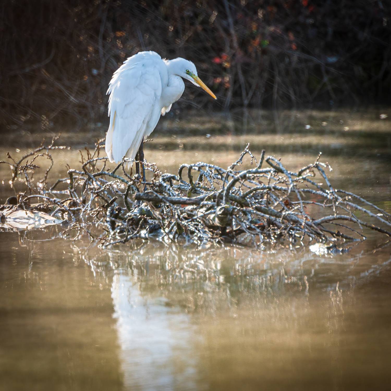 , Алексей Рыльский