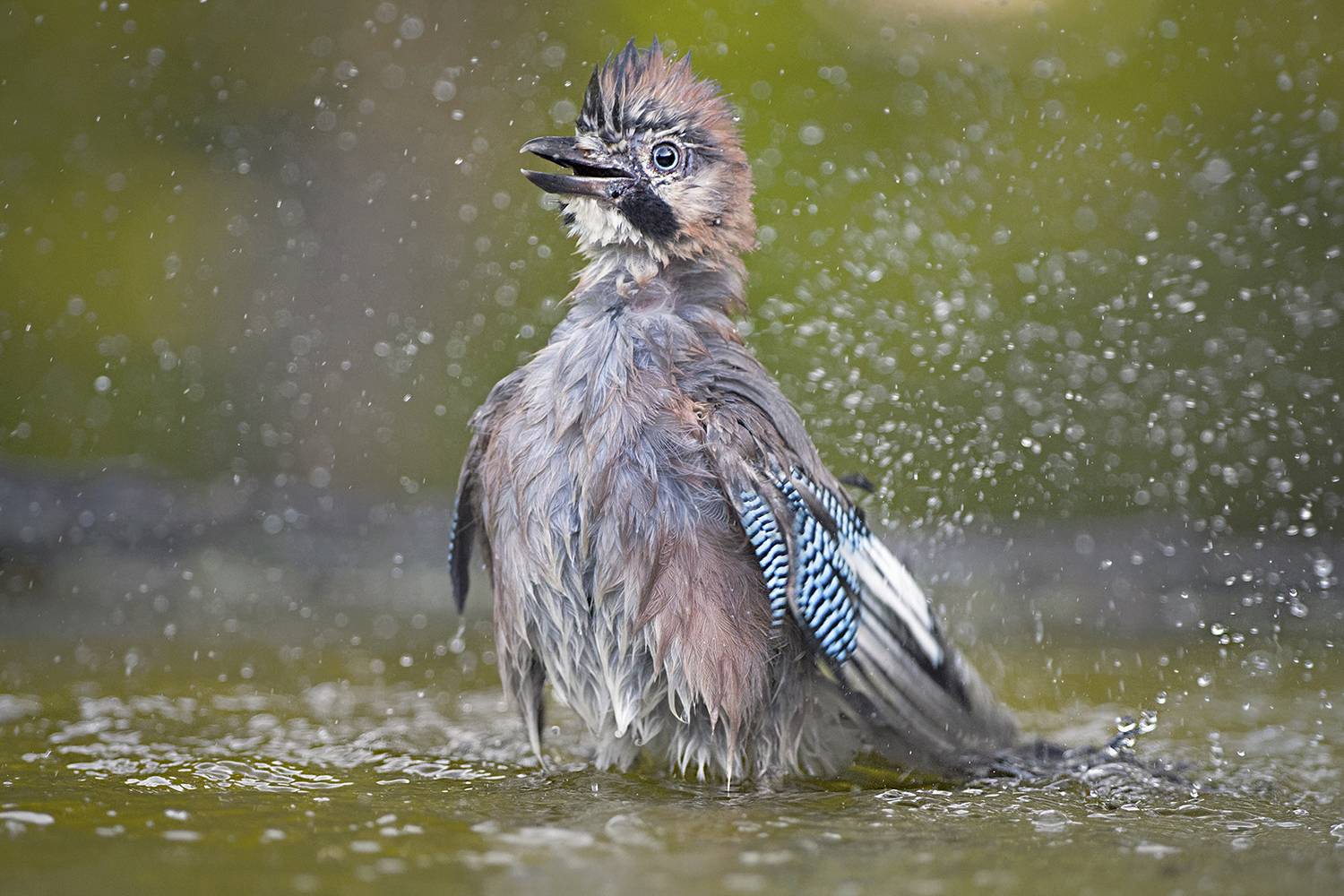 , Евгени Стефанов