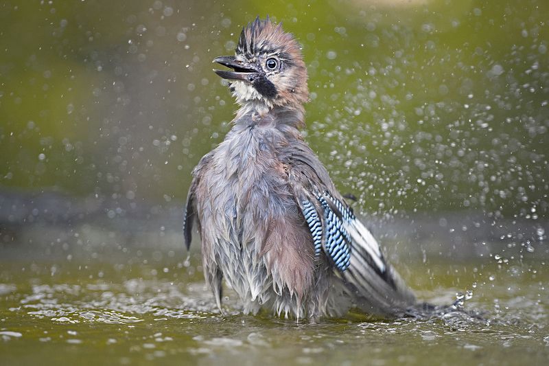 Сойкаphoto preview