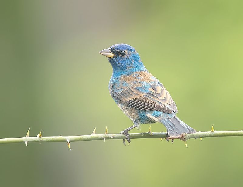 индиговый овсянковый кардинал,indigo bunting, кардинал, весна Indigo bunting - Индиговый овсянковый кардиналphoto preview