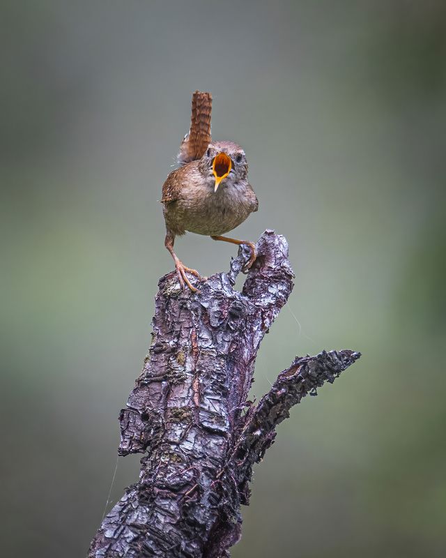 крапивник Вот ты где!photo preview