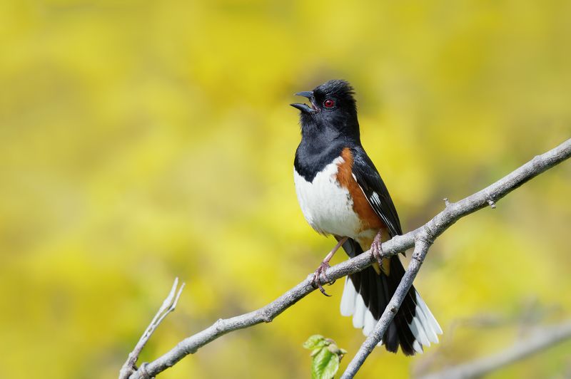 Воробьищеphoto preview