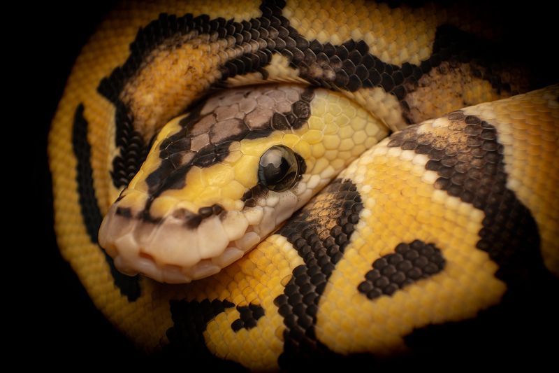 macro, nature, snakes, reptiles Ball Pythonphoto preview