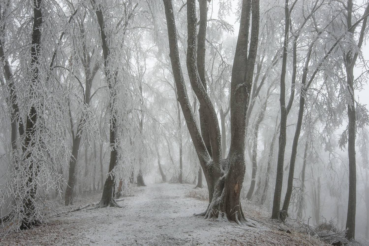 В зимнем лесу. Автор: Хасан Журтов , Хасан Журтов