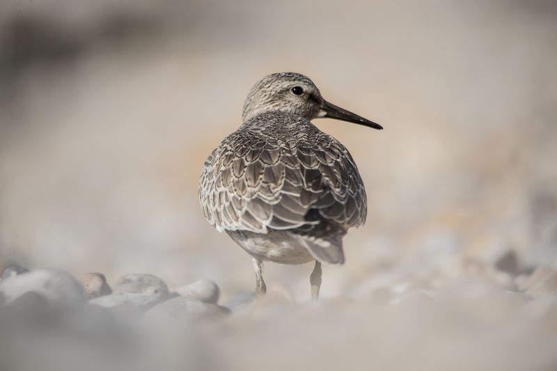 coast, great britain, purple sandpiper, birds, bird, animals,  purple sandpiper photo preview