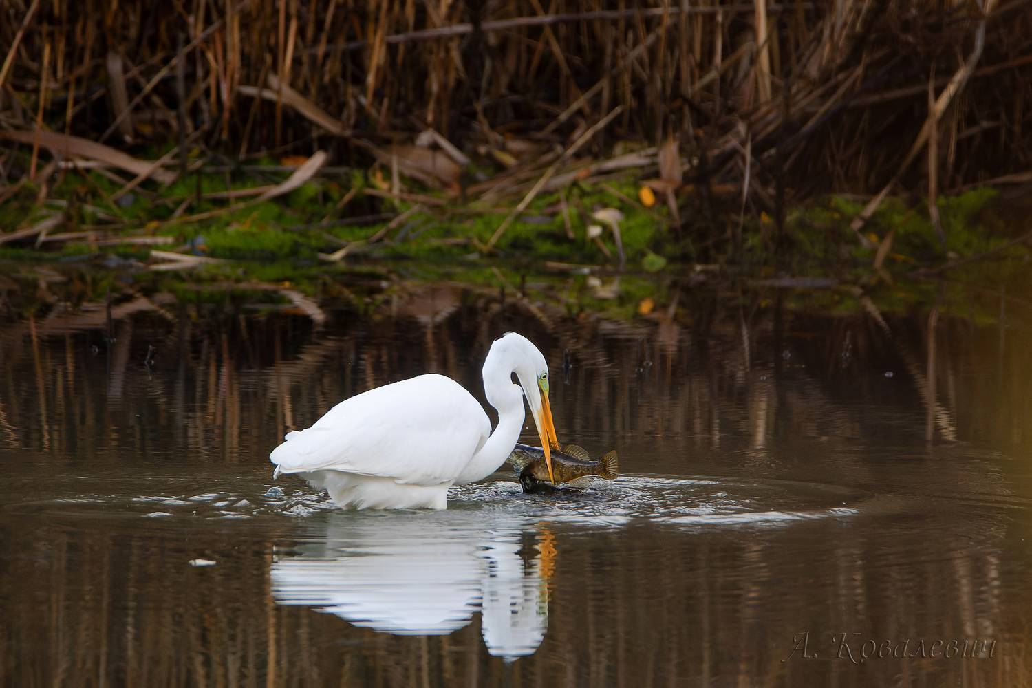 Ротан на обед. Автор: Ковалевич А. , Ковалевич А.