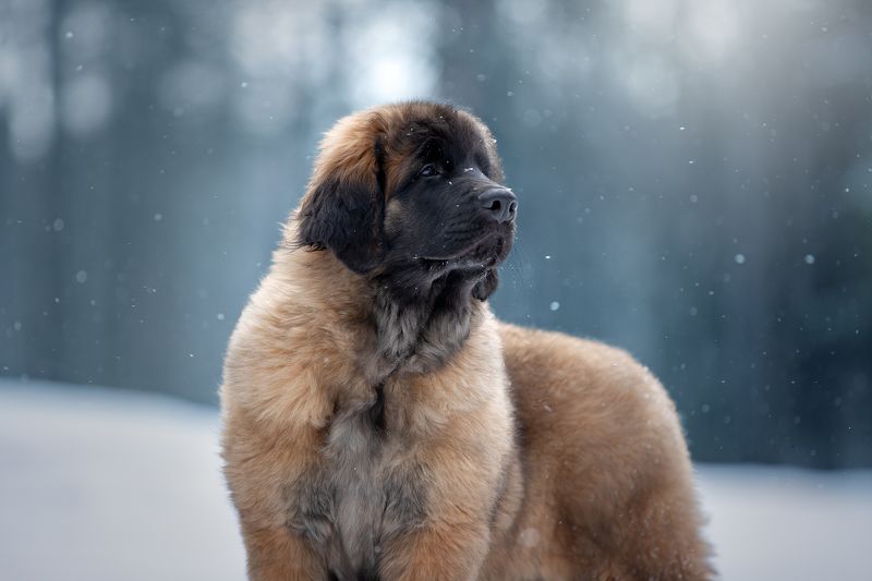 щенок Леонбергерphoto preview