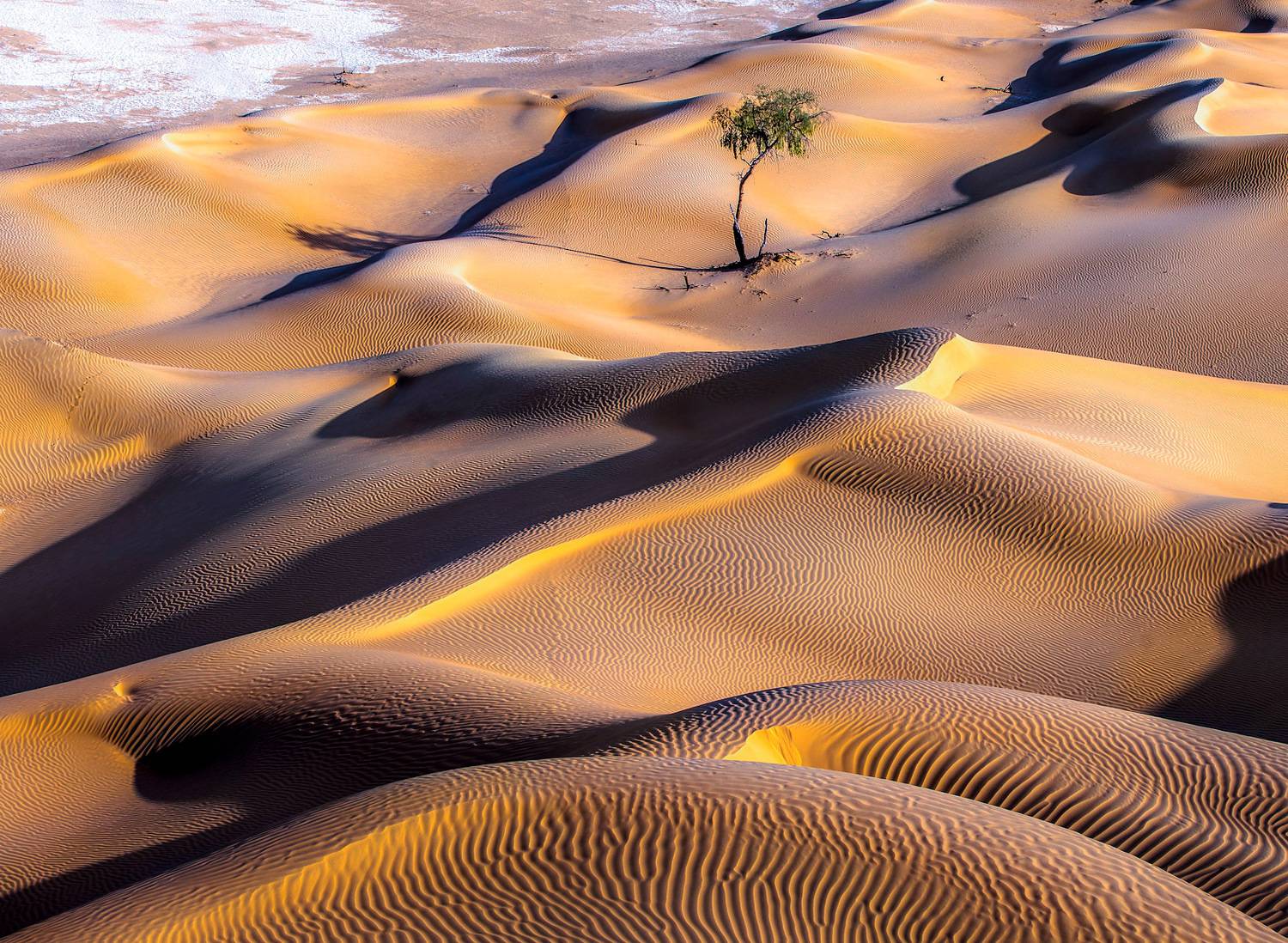 Пока верблюды спят. Автор: Yuri Ovchinnikov , Yuri Ovchinnikov