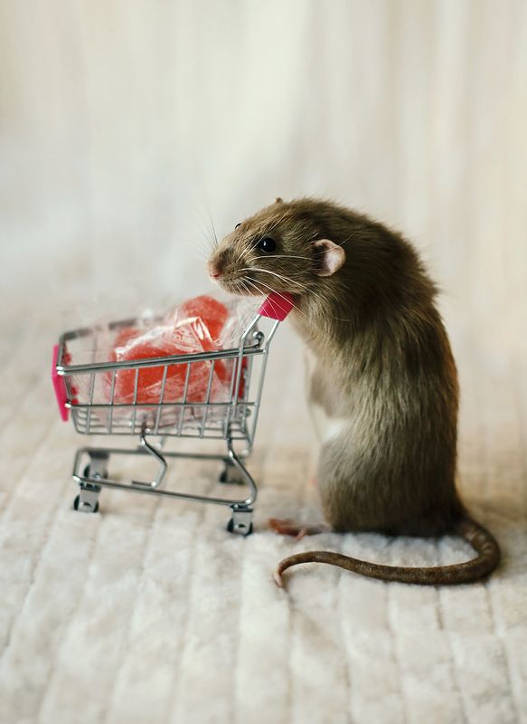 rat, valentine, love, holiday, mammal, крысы, праздник, фотография, портрет Happy Valentine\'s Dayphoto preview