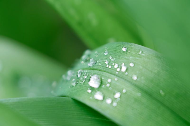 Капельки росыphoto preview