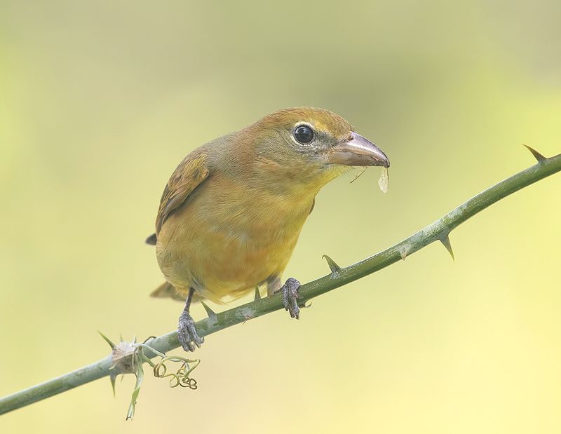summer tanager, алая пиранга, cardinal,  весна Summer tanager, female - Алая пиранга, самкаphoto preview