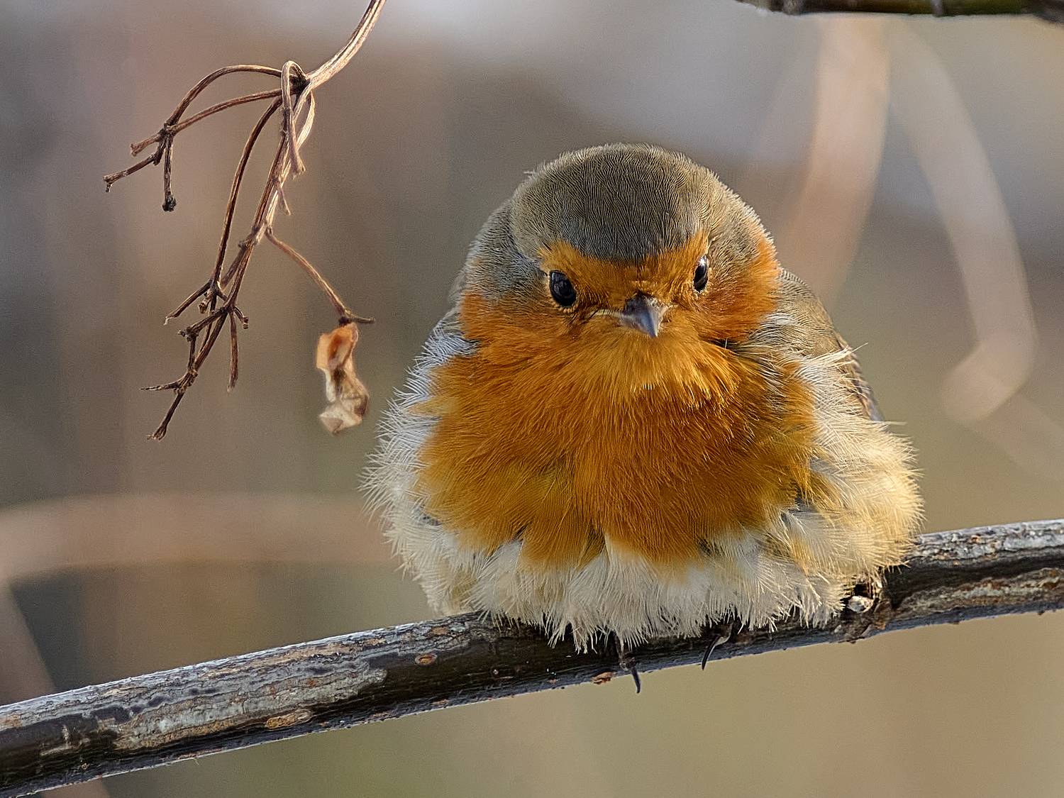 птицы, малиновка, зарянка, Неклюдов Сергей