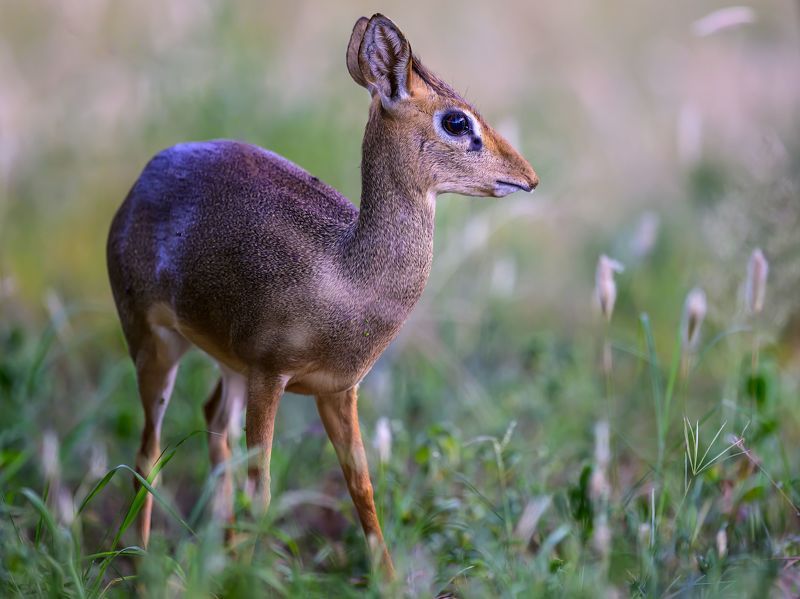 Антилопа Дикдикphoto preview