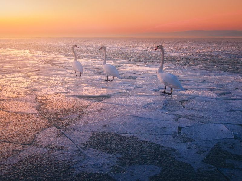 hungary, ice, winter, frozen, lake, balaton, landscape, sunset, waves, ice bubbles, swan, animals, birds Swan lake at the Frozen Universephoto preview