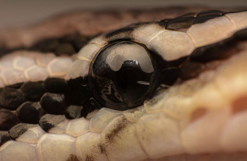 macro, nature, snakes, reptiles Ball Pythonphoto preview