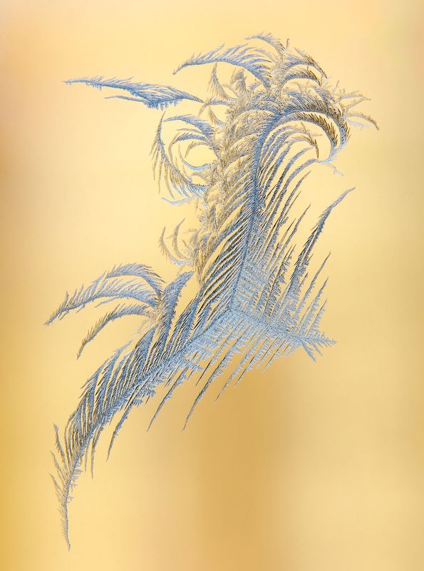 ледяной дракон, мороз, окно, стекло, узоры, дендриты Ледяной драконphoto preview