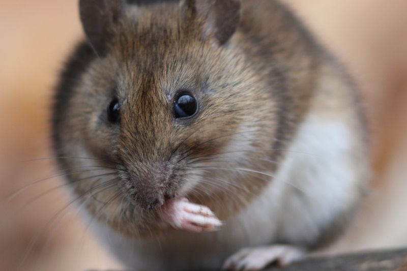 животные, природа, млекопитающие, мыши, желтогорлая мышь, анималистика Лапочкаphoto preview