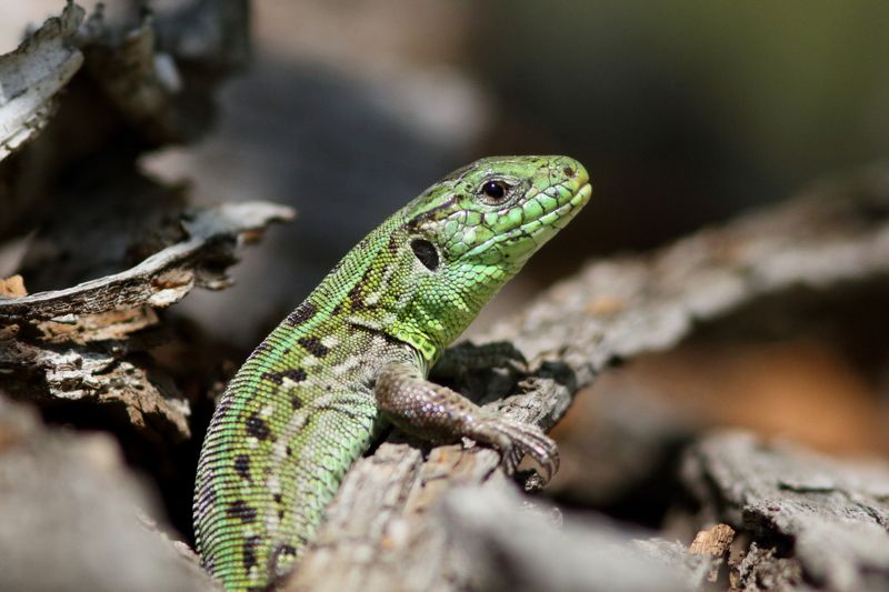 животные, природа, пресмыкающиеся, ящерица, анималистика Зеленый драконphoto preview