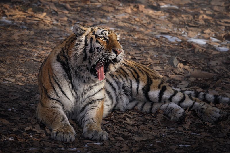 тигр, большие кошки, сафари Сонныйphoto preview