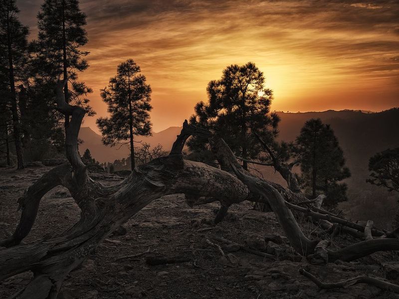 the treephoto preview