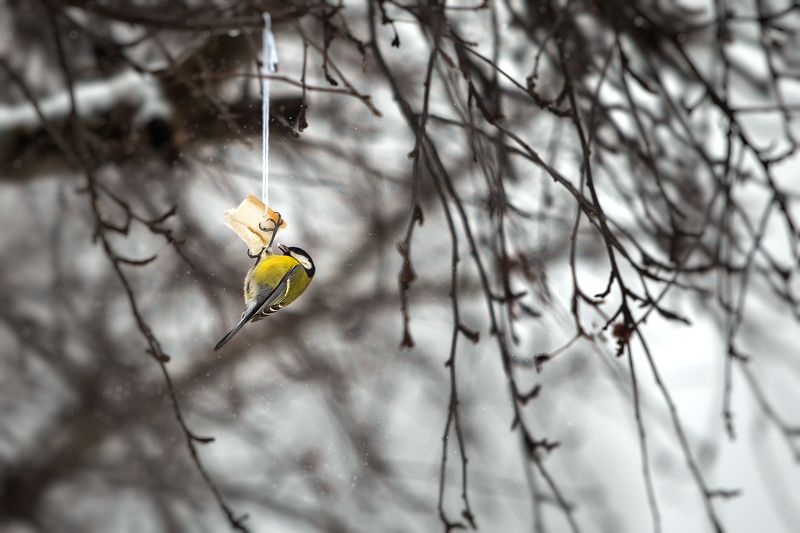 Птичка-синичкаphoto preview