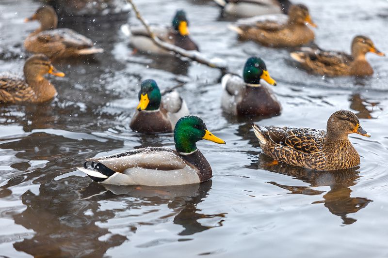 Утки на ключах близ храмаphoto preview