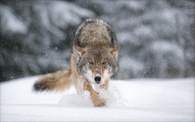 красный бор, заказник красный бор, волк, фототур в красный бор, wolf, красная шапочка Я в поросятах знаю толк ..photo preview