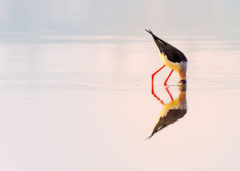 closeup, bird, birds, wild, wings, beauty, nature, swan, feather, spread, little sparrow,animal,animals,nikon,tailorbird,portraitm,eyes,eagle,kite,flying,sky,prey Black-winged stiltphoto preview