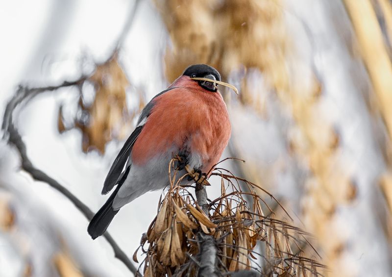 птица, снегирь, самец, зима, Снегирёк красногрудый фото превью