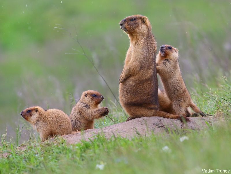 Суркиphoto preview