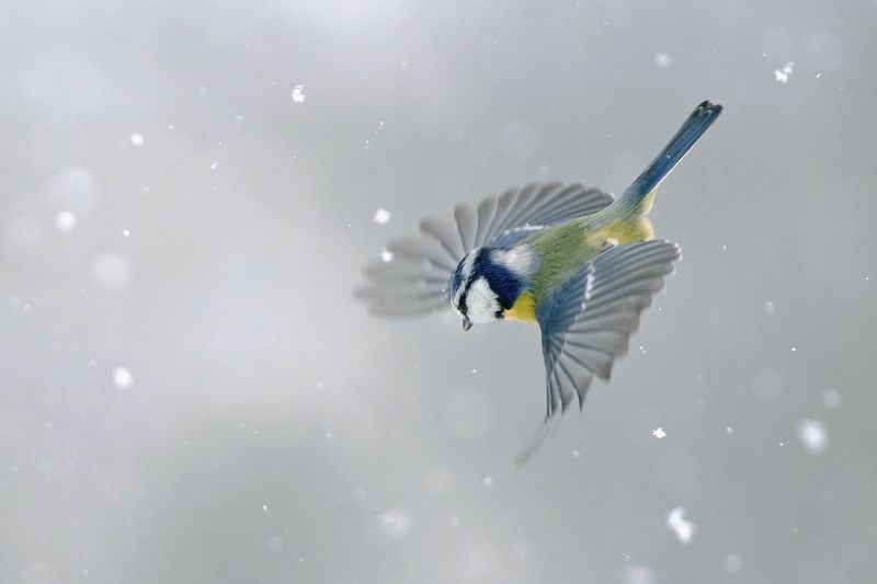 Лазоревкаphoto preview