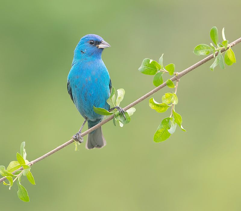 индиговый овсянковый кардинал,indigo bunting, кардинал, весна Indigo bunting. Индиговый овсянковый кардиналphoto preview