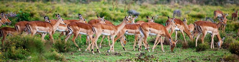 Кения *** фото превью