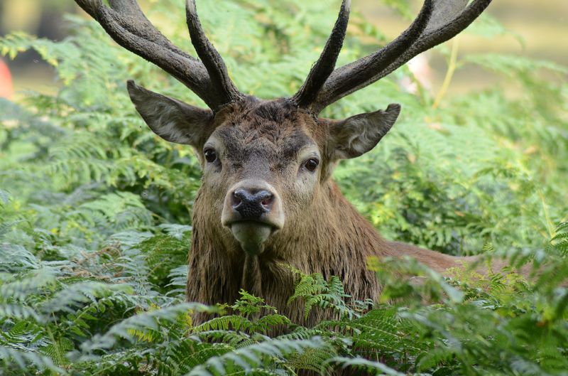 portrait, deer, horns, forest, animals, mammals portraitphoto preview