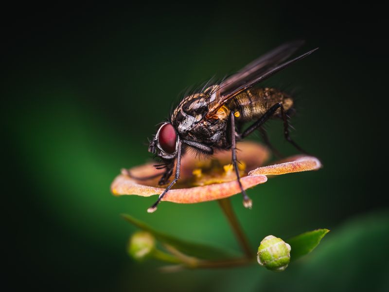 Портфолиоphoto preview