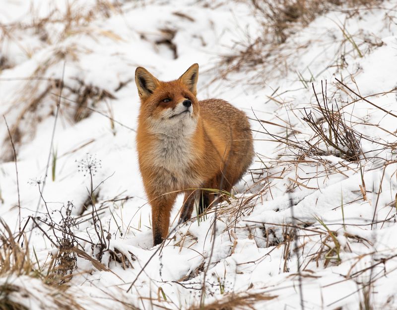 лисица, снег, дикие животные, Нос по ветруphoto preview