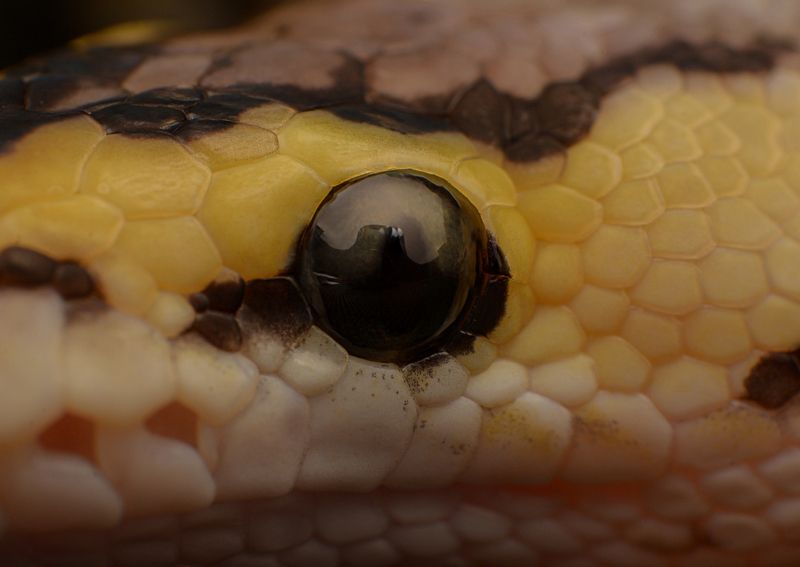 macro, nature, snakes, reptiles Ball Pythonphoto preview