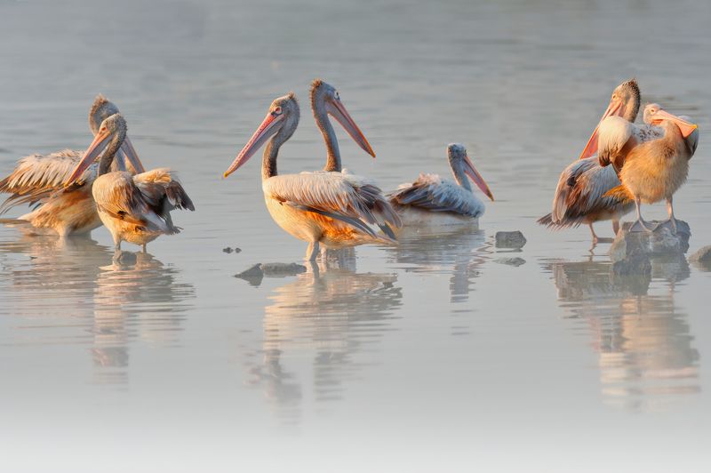 closeup, bird, birds, wild, wings, beauty, nature, swan, feather, spread, little sparrow,animal,animals,nikon,tailorbird,portraitm,eyes,eagle,kite,flying,sky,prey Pelicansphoto preview