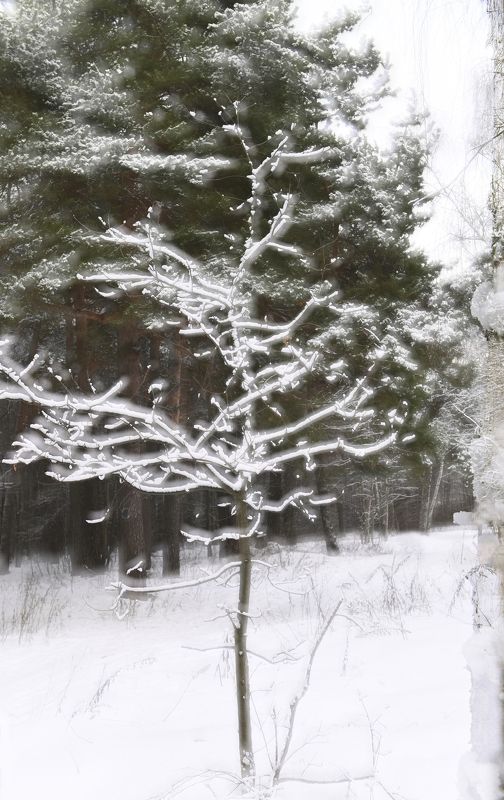 Силуэт фото превью