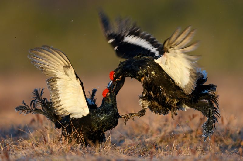 Схватки косачей.photo preview