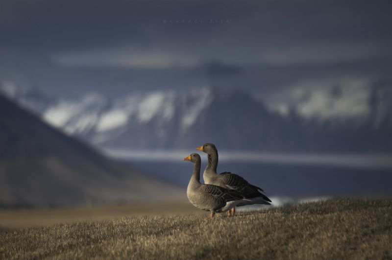 iceland goose mountains birds landscape Lords of Icelandphoto preview