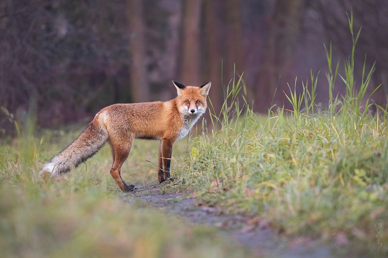 лиса на неведомой тропинкеphoto preview