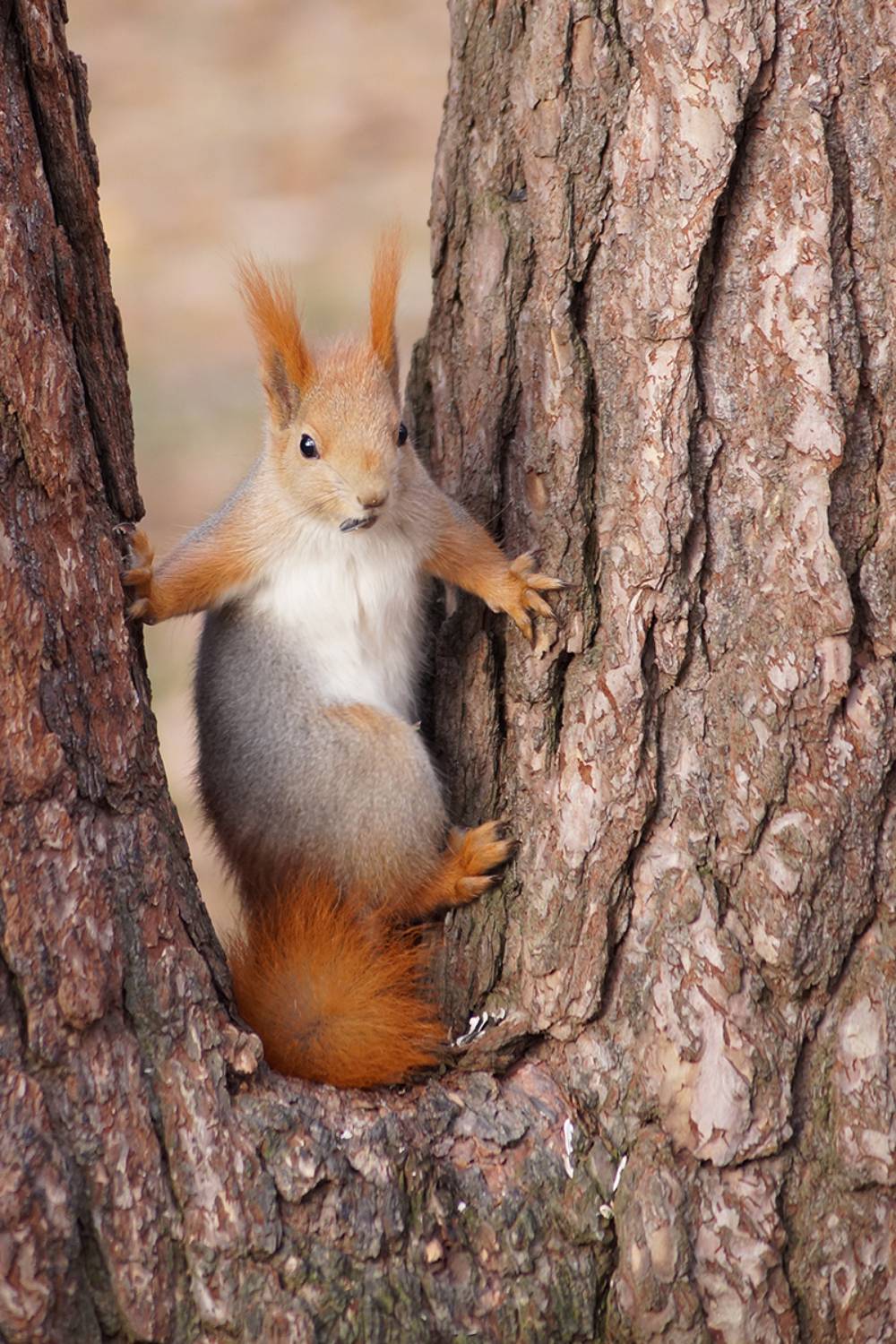 Белка. Автор: Чепленко Алексей Белка, Чепленко Алексей
