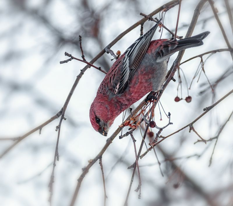 птица, щур, самец, Щур (самец)photo preview