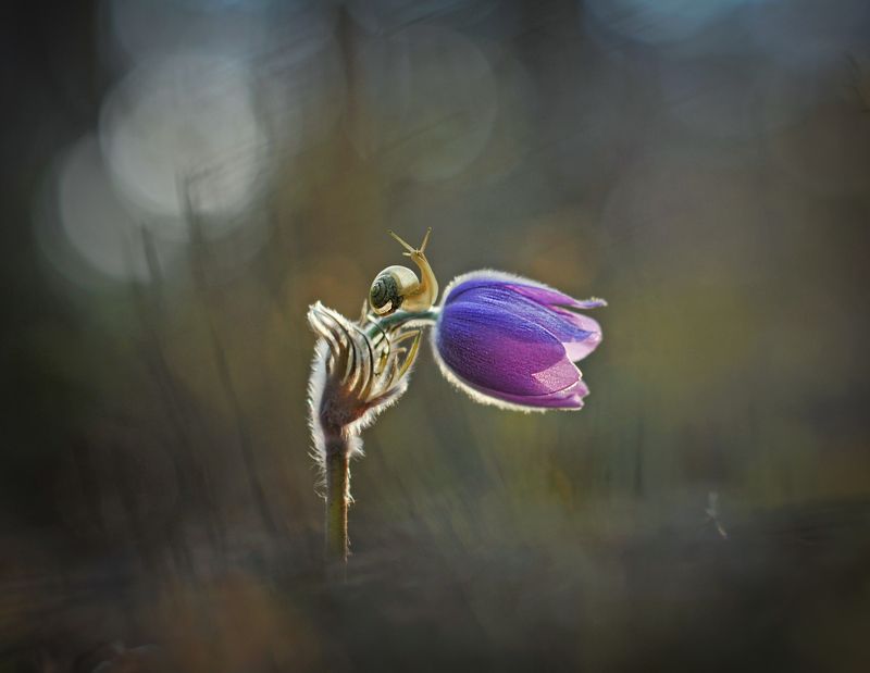 весна, сон-трава, макрокрасота ***photo preview