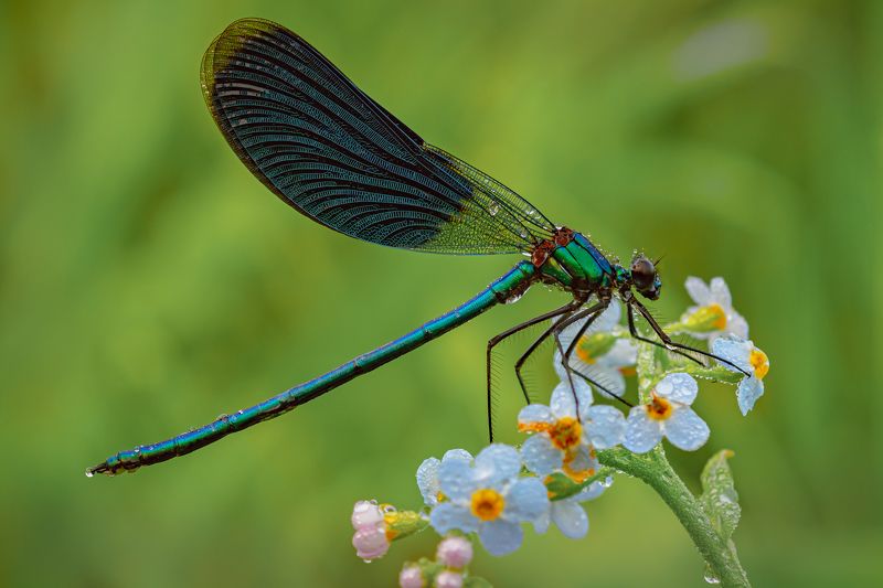 Утренняя стрекозка photo preview