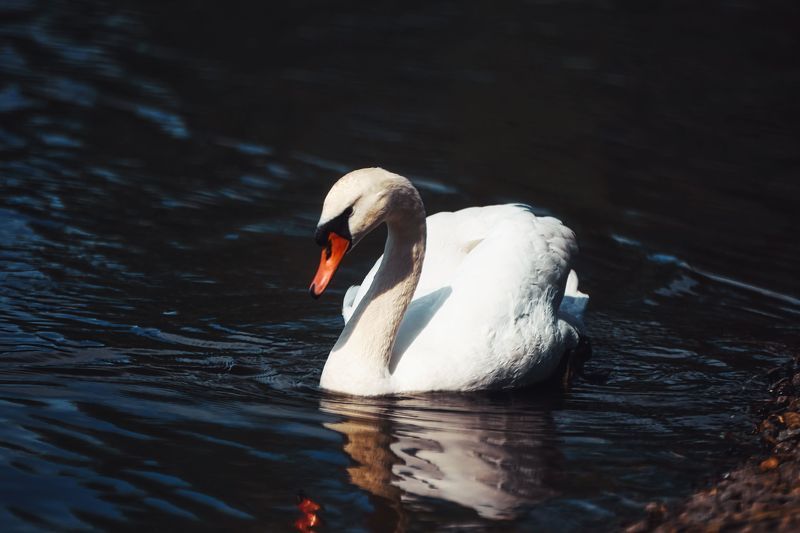 Белый лебедьphoto preview