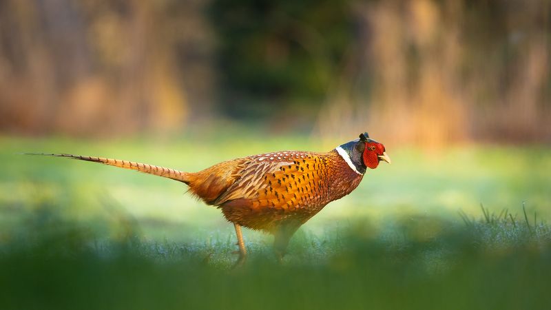 Pheasantphoto preview
