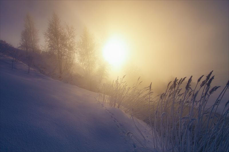 По следам неведомых зверей.photo preview